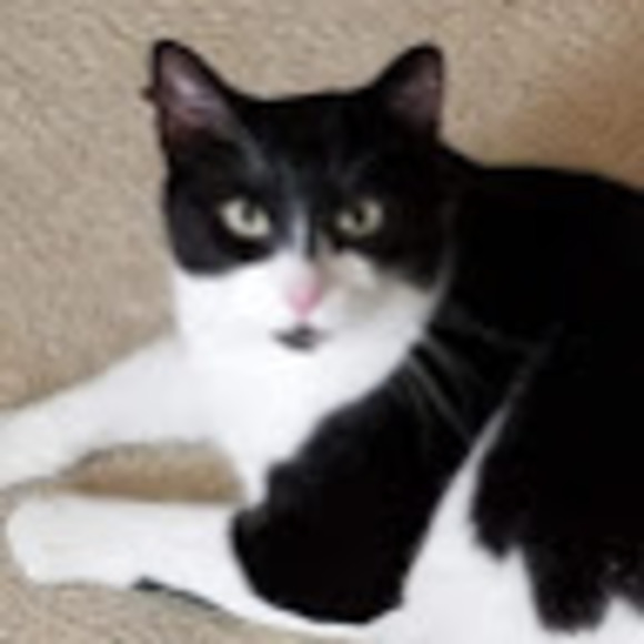 Meet your Posher, Ray - Picture 1 of 1